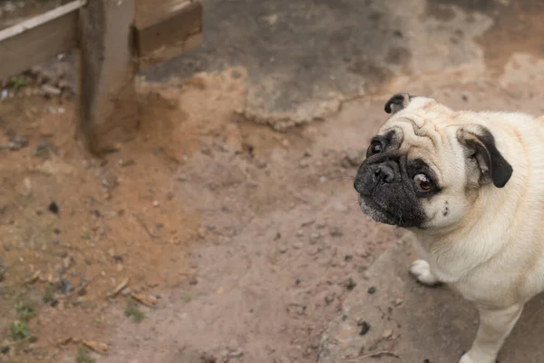 Şirin Köpek Puglarını Kapatın — Stok fotoğraf