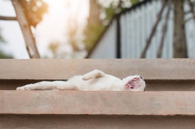 Bir kedi çimento merdivenlerde esniyor, kedi kapı merdivenlerinde yatıyor..