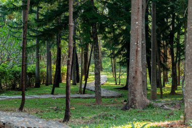 Asya parkında farklı ağaçlar.