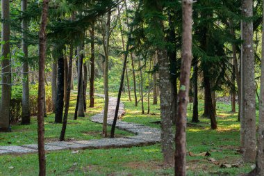 Asya parkında farklı ağaçlar.