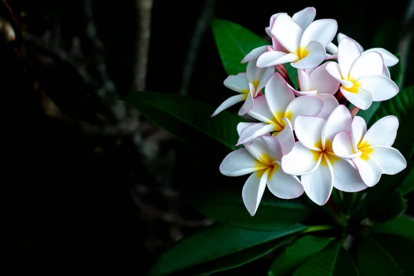 Frangipani热带温泉花 植物上的梅花 — 图库照片