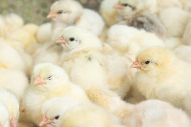 Kümes hayvanları çiftliğinde genç sarı civcivler