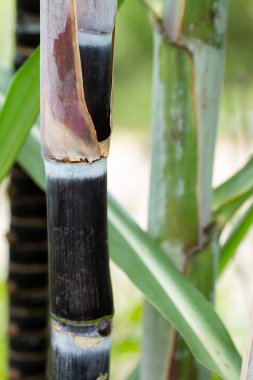 Mor şeker kamışını yakın tarlada.