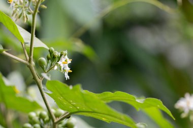 Yapraklarla dolu dalda bezelyeli patlıcan ya da hindi üzümü.