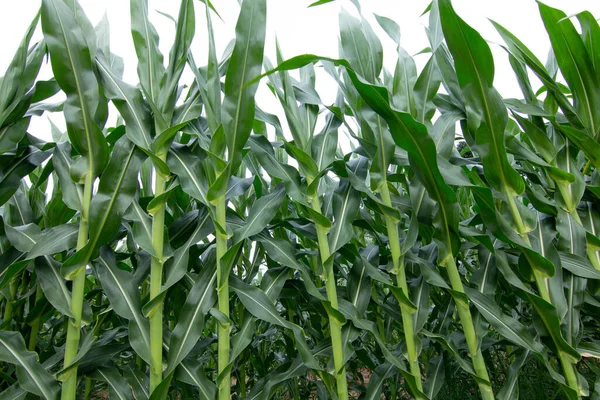 Green Corn Plant Corn Field — Stock Photo, Image