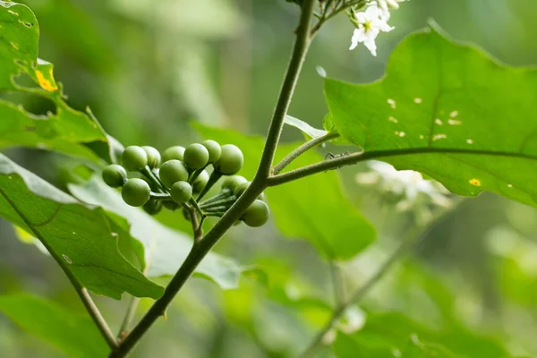 Erwten Aubergine Kalkoenbes Tak Vol Bladeren — Stockfoto