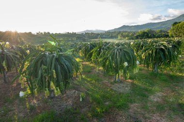 Ejderha meyvesi bitkide, Çiğ Pitaya meyvesi ağaçta, pitaya veya pitahaya Amerika kıtasına özgü çeşitli kaktüslerin meyveleridir. Güneydoğu Asya 'da popüler bir çiftlik..