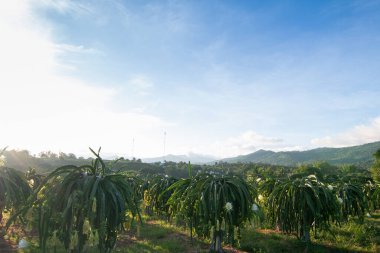 Ejderha meyvesi bitkide, Çiğ Pitaya meyvesi ağaçta, pitaya veya pitahaya Amerika kıtasına özgü çeşitli kaktüslerin meyveleridir. Güneydoğu Asya 'da popüler bir çiftlik..