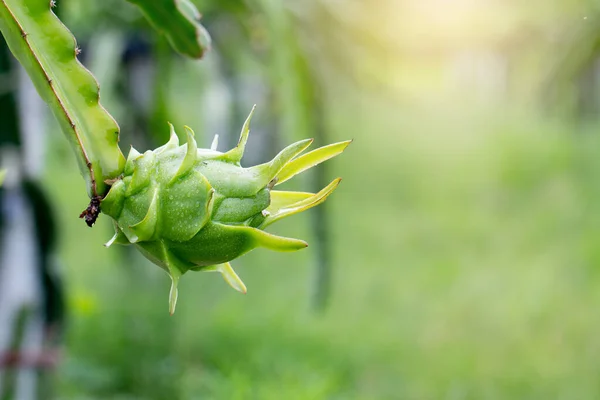 Fresh green dragon-fruit with water drops in morning time on farm.