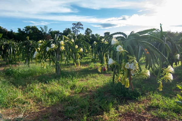 Dragon Fruit Plant Raw Pitaya Fruit Tree Pitaya Pitahaya Είναι — Φωτογραφία Αρχείου