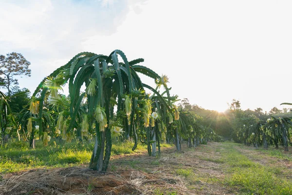 Drachenfrucht Auf Pflanze Raw Pitaya Frucht Auf Baum Eine Pitaya — Stockfoto