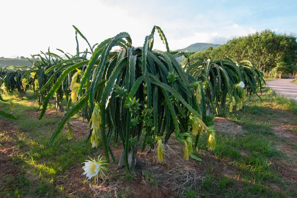 Dragon Fruit Plant Raw Pitaya Fruit Tree Pitaya Pitahaya Είναι — Φωτογραφία Αρχείου