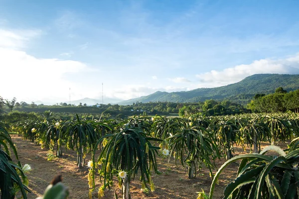 Dragon Fruit Plant Raw Pitaya Fruit Tree Pitaya Pitahaya Είναι — Φωτογραφία Αρχείου