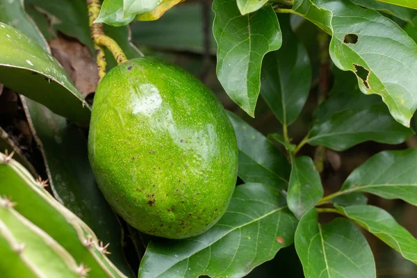 Avocado on plant or Raw avocado on tree fresh product in Thailand\'s organic farm,Avocado fruit on tree useful for works like brochure, magazine, food business or other industrial.