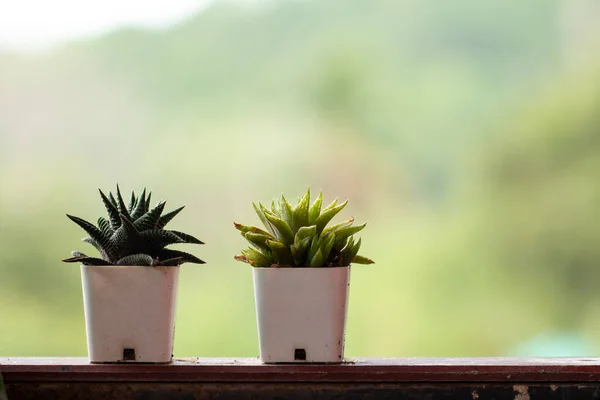 Succulents Cactus Pot Natural Green Background — Stock Photo, Image