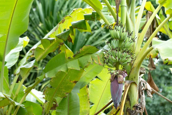 Bunch Bananas Tree — Stock Photo, Image