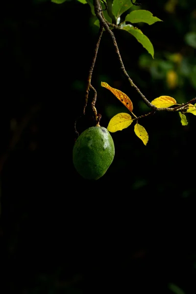 Avocado on plant or Raw avocado on tree fresh product in Thailand\'s organic farm,Avocado fruit on tree useful for works like brochure, magazine, food business or other industrial.