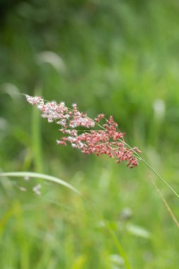 Çayırdaki yabani çayır çiçeklerine ya da çiçeklere yakın..