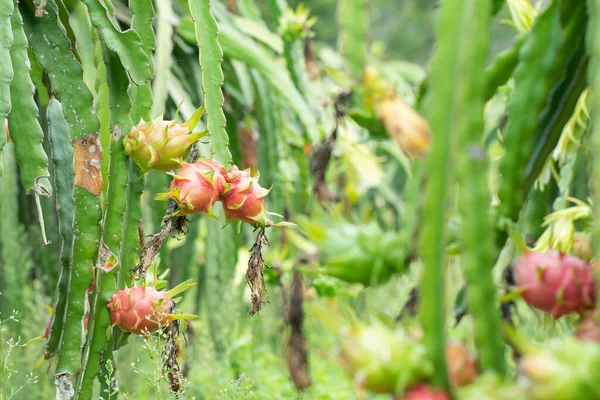 Fruits Dragon Frais Crus Dans Ferme Fruits Pitahaya Cultivant Dans — Photo