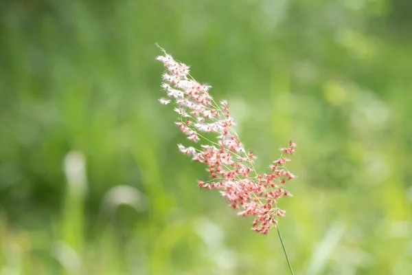 Close Wild Meadow Flowers Field Grass Flower — Stock Photo, Image