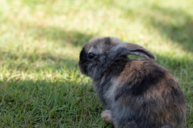 Yaz günü yeşil çimlerin üzerinde küçük bir tavşan.