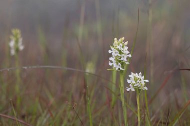 Yeşil orman arka planında Çiçekli Beyaz Vahşi Gün Lily Çiçeği 'nin yakın çekimi..