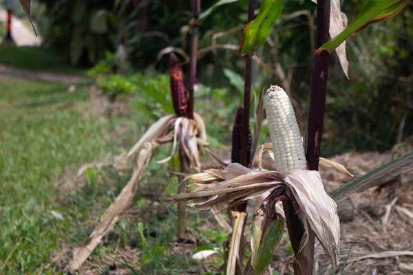 Fresh Cob purple corn on the stalk or raw corn on plant.