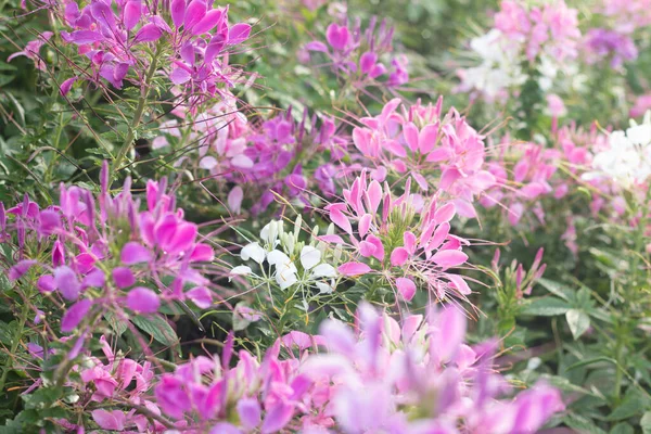 Spinnenblume Cleome Hassleriana Garten Für Hintergrund — Stockfoto