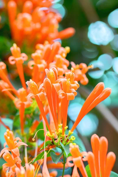 Flores Trompeta Naranja Florecientes Vid Galleta Fuego Con Fondo Verde — Foto de Stock