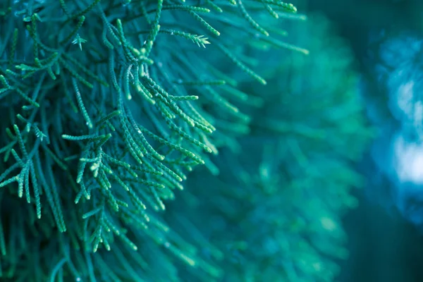 Pine Tree Evergreen Juniper Background Christmas Winter Wallpaper — Stock Photo, Image