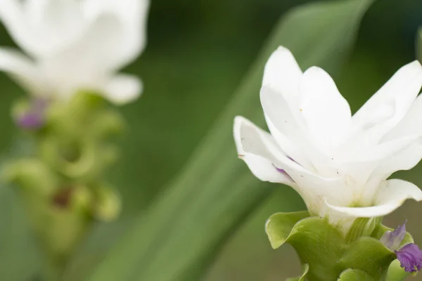 Siam Tulipán Flores Jardín — Foto de Stock