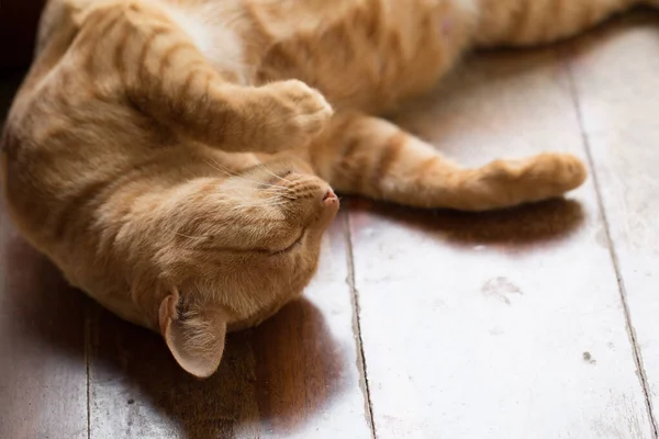 Close Roztomilý Ginger Tabby Kočka Zaměření Oko — Stock fotografie