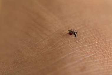 Kaplan sivrisineği insan derisini emiyor..