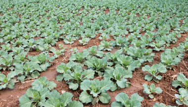 Yeni büyüyen lahana tarlasının manzara manzarası.