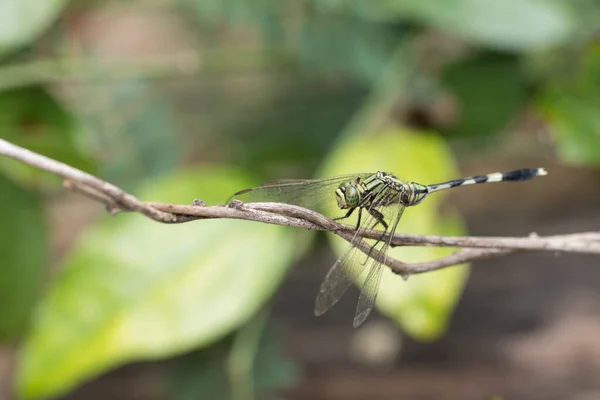 Close Van Kleine Mooie Libelle Zijn Beste Muggendoder Natuur — Stockfoto