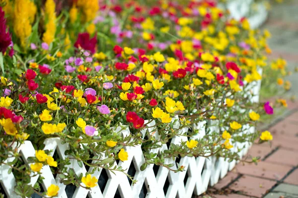 Pflaumenwickelblume Garten — Stockfoto