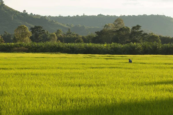 Campo Arroz Paddy País Tailândia — Fotografia de Stock