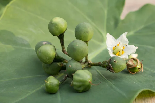 Sluiten Van Solanum Torvum — Stockfoto
