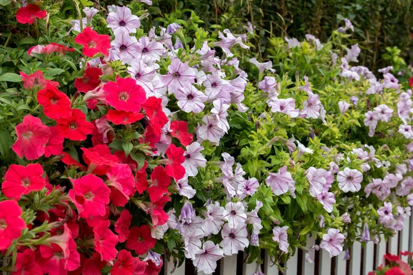 Primer Plano Flor Petunia — Foto de Stock