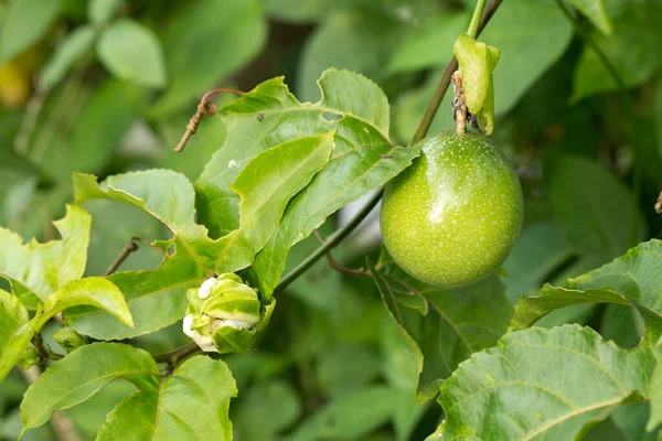 Primer Plano Fruta Pasión Vid — Foto de Stock