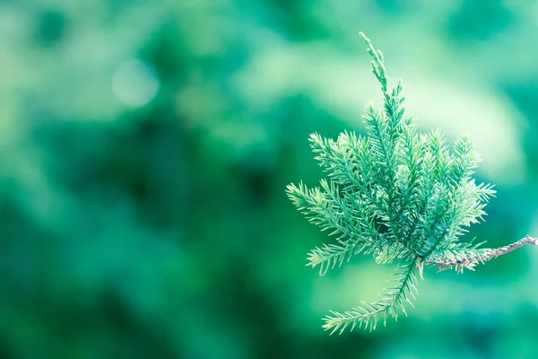 Tall Träd Evergreen Enbär Bakgrund Jul Och Vinter Tapeter — Stockfoto