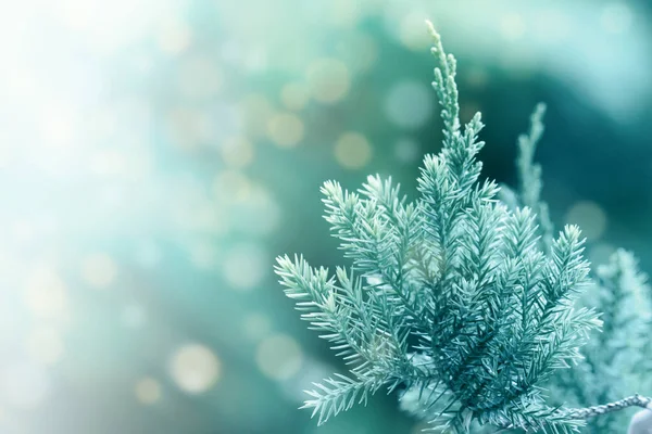 Пайн Дерева Evergreen Juniper Background Різдвяний Зимовий Шпалери — стокове фото