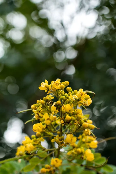 Kastanjeboom Thaise Koperen Peul Senna Siamea Lam — Stockfoto