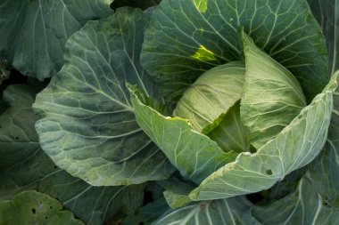 Çiftlikteki yeşil lahana organik sebzeler, Bahçedeki lahana başı.