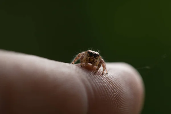 Yeşil Arka Planda Bulanık Bir Örümcek — Stok fotoğraf