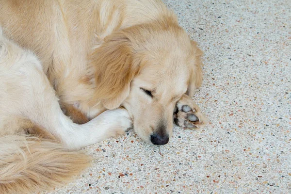 Uyuyan Köpeğin Kapanışı — Stok fotoğraf