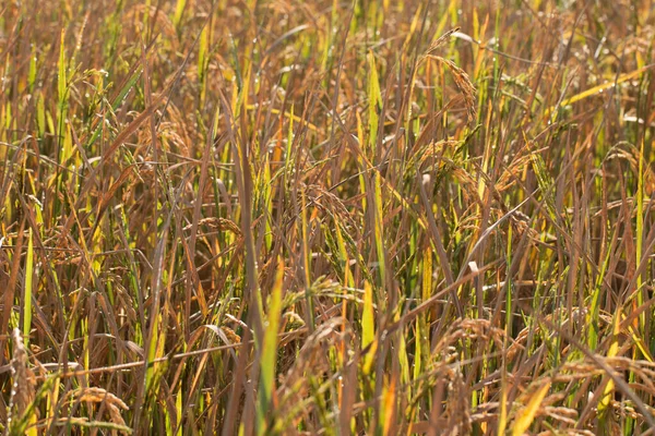 Goldener Bio Paddy Reis Bereit Für Die Ernte Auf Dem — Stockfoto