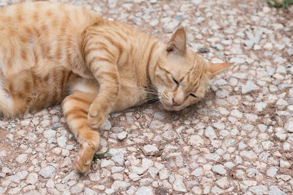 Primer Plano Lindo Gato Amarillo Estancia Suelo — Foto de Stock