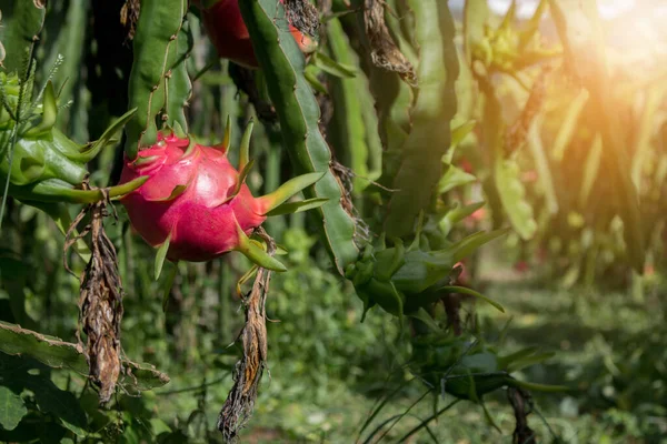 Campo Plantación Fruta Dragón Tailandia Esta Fruta Favorita Asia —  Fotos de Stock