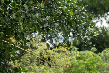 Vahşi doğada tropik yaprak bitkisi, Jack meyve ağacı.